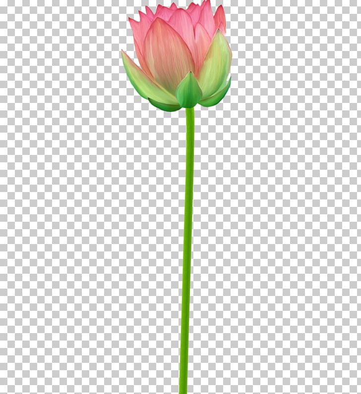 Tulip Google S PNG, Clipart, Blooming, Bud, Chinese Poker, Cut Flowers, Download Free PNG Download