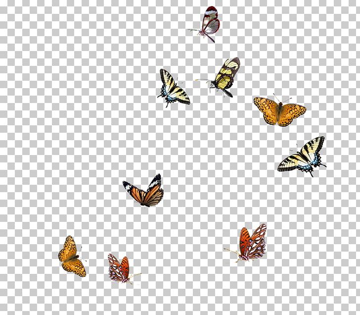Butterfly Insect PNG, Clipart, Animal Figure, Arthropod, Brush Footed Butterfly, Butterflies And Moths, Butterfly Free PNG Download