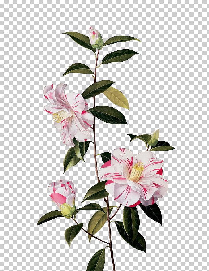 Floral Design Flower Petal Pattern PNG, Clipart, Branch, Bright Flowers, Camellia, Color, Decoration Free PNG Download
