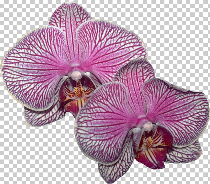 Lilac Purple Violet Magenta Moth Orchids PNG, Clipart, Family, Flower, Flowering Plant, Lilac, Magenta Free PNG Download