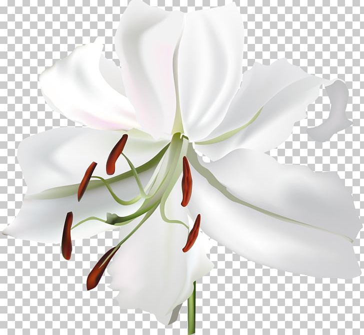 Lilium Flower White Botanical Illustration PNG, Clipart, Amaryllis, Amaryllis Belladonna, Botanical Illustration, Botany, Cut Flowers Free PNG Download