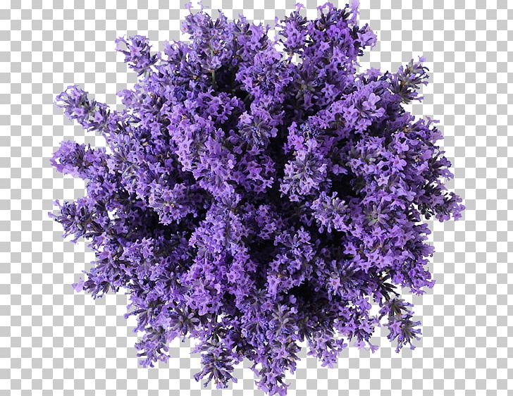 Cannabidiol Vaporizer Cannabis Kush Hash Oil PNG, Clipart, Cannabidiol, Electronic Cigarette, English Lavender, Essential Oil, Flower Free PNG Download