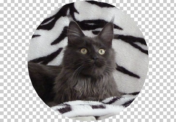 Maine Coon Black Cat Norwegian Forest Cat Asian Semi-longhair Kitten PNG, Clipart, Animals, Asian Semilonghair, Asian Semi Longhair, Black Cat, Carnivoran Free PNG Download