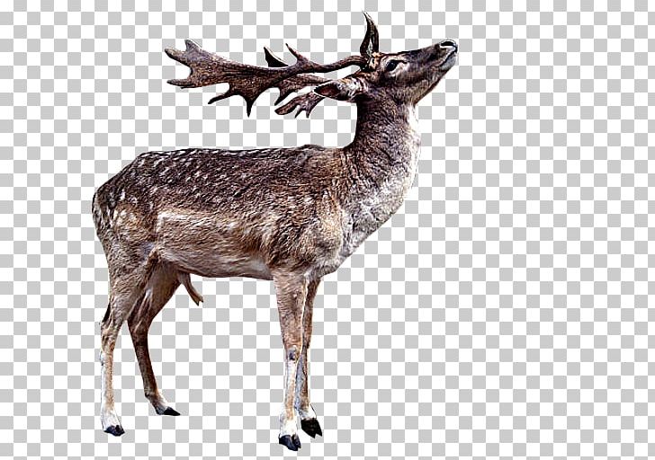 Reindeer Red Deer White-tailed Deer Elk PNG, Clipart, Animaatio, Animal, Animation, Antler, Cartoon Free PNG Download