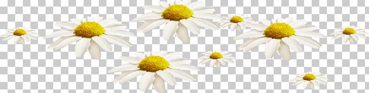 Common Daisy Oxeye Daisy Roman Chamomile Chrysanthemum Common Sunflower PNG, Clipart, Branch, Camomile, Chamaemelum, Chamaemelum Nobile, Chrysanthemum Free PNG Download