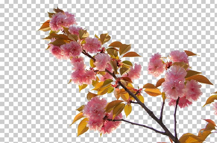 Japan Cherry Blossom PNG, Clipart, Blossom, Blossoms, Branch, Cherry, Cherry Blossom Free PNG Download
