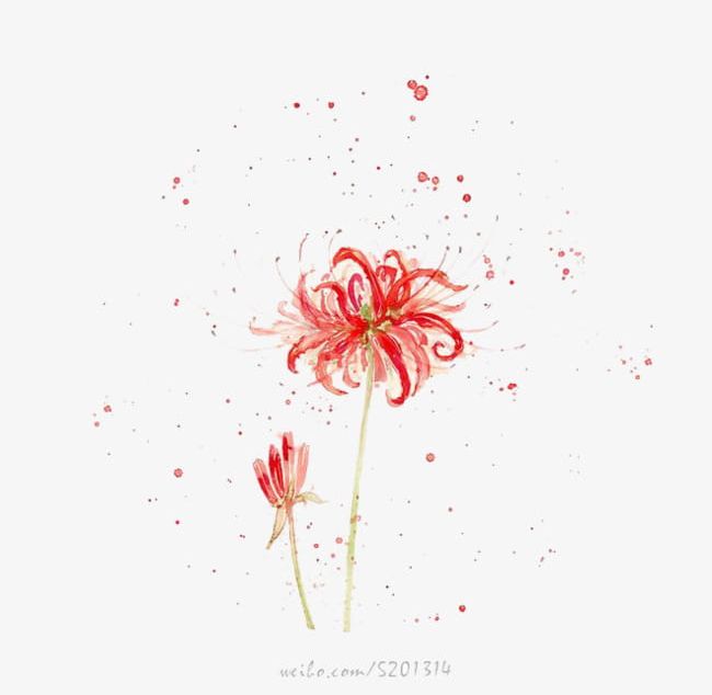 Watercolor Chrysanthemum PNG, Clipart, Autumn, Cartoon, Chrysanthemum, Chrysanthemum Clipart, Decorate Free PNG Download