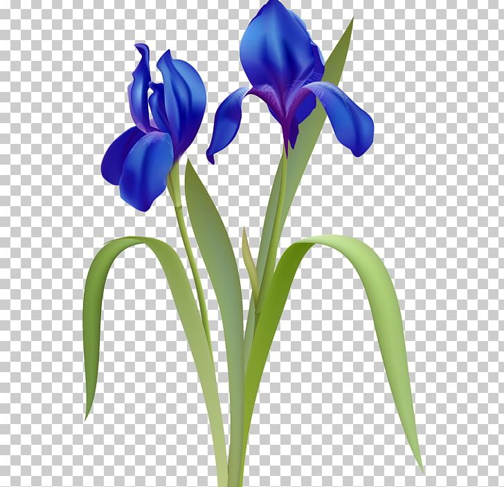 Flower Plant Stem PNG, Clipart, Cut Flowers, Digital Image, Flower, Flowering Plant, Iris Free PNG Download