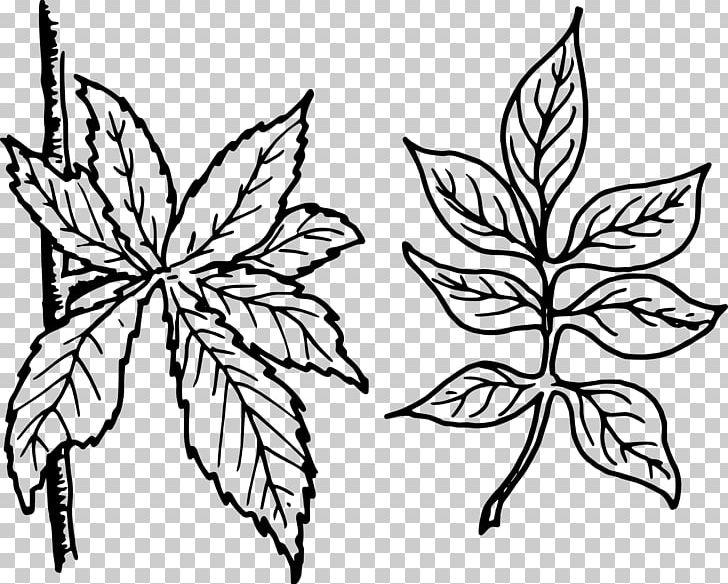 Leaf Pinnation Petiole PNG, Clipart, Agac, Artwork, Black And White, Botany, Branch Free PNG Download