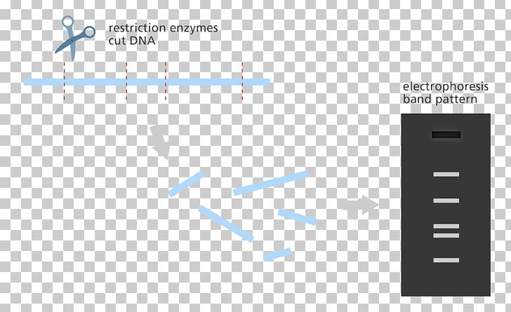 Restriction Enzyme Restriction Map Gene Mapping DNA Gel Electrophoresis PNG, Clipart, Angle, Blue, Brand, Diagram, Dna Free PNG Download
