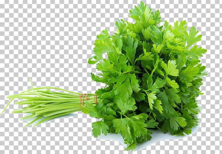 Celery Vegetable Parsley Coriander Herb PNG, Clipart, Broccoli, Cauliflower, Celery, Chinese Cabbage, Coriander Free PNG Download