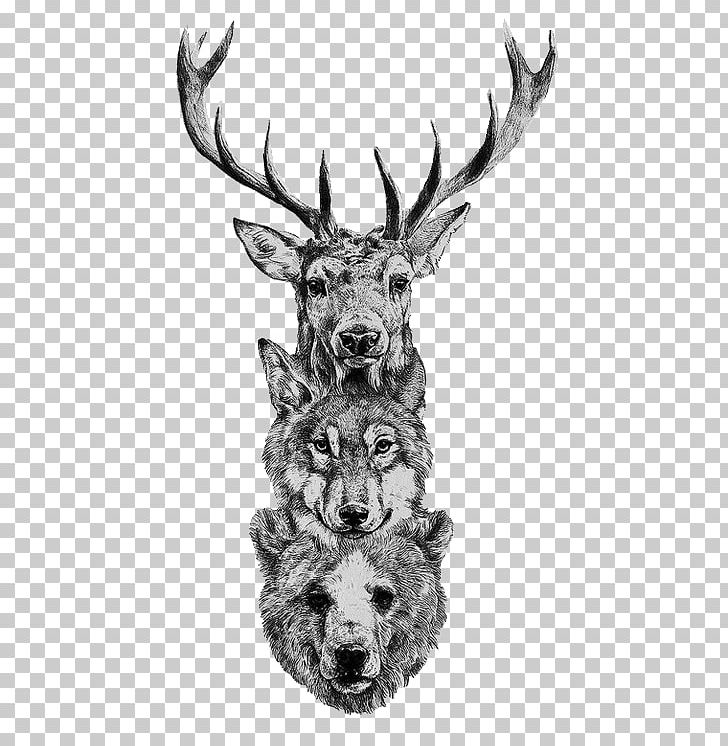 Gray Wolf Deer Bear Coyote Drawing PNG, Clipart, Animals, Antler, Bear, Black And White, Coyote Free PNG Download