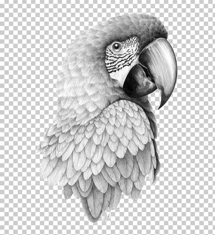 Pencil Sketch Of Parrots - Desi Painters