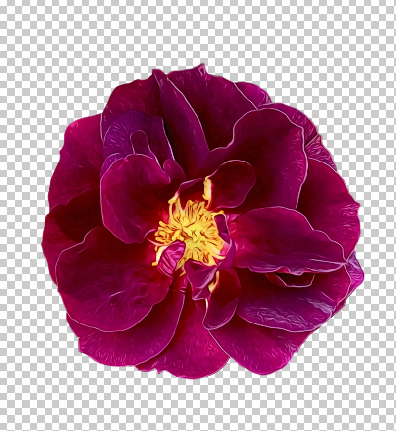 Rose PNG, Clipart, Annual Plant, Biology, Cabbage Rose, Camellia, Cut Flowers Free PNG Download