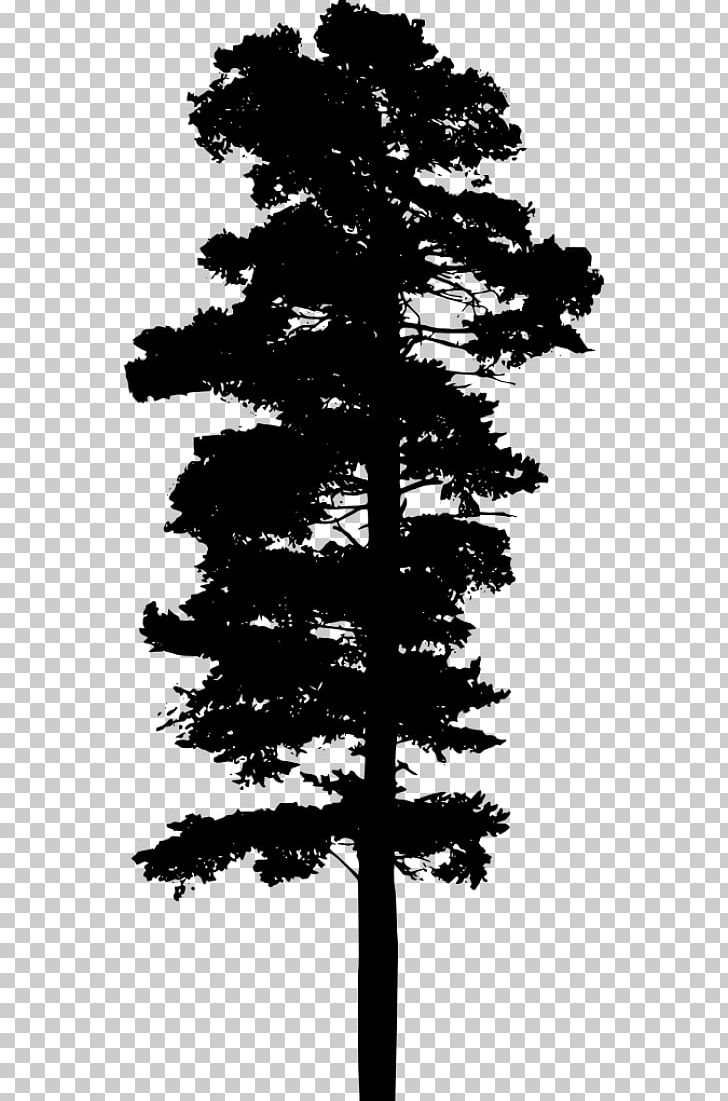 Fir Pine Tree PNG, Clipart, Austral Pacific Energy Png Limited, Black, Black And White, Black Pine, Branch Free PNG Download