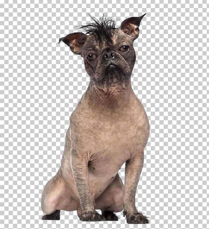 French Bulldog Chinese Crested Dog World's Ugliest Dog Contest Yorkshire Terrier PNG, Clipart,  Free PNG Download