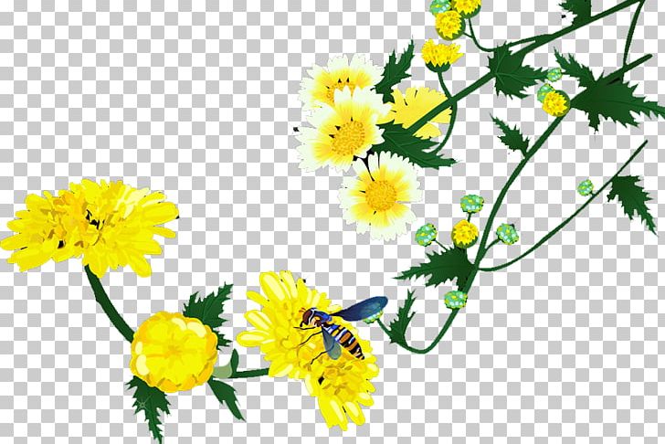 Roman Chamomile Floral Design Chrysanthemum Cut Flowers PNG, Clipart, Beautiful, Branch, Chrysanthemum Chrysanthemum, Chrysanthemums, Daisy Family Free PNG Download