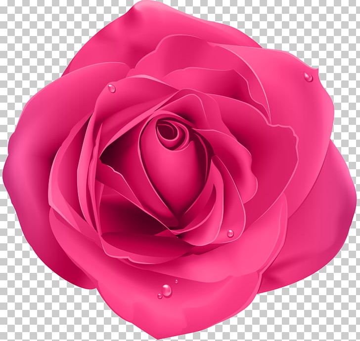 Rose PNG, Clipart, Blue Rose, China Rose, Clipart, Closeup, Cut Flowers Free PNG Download