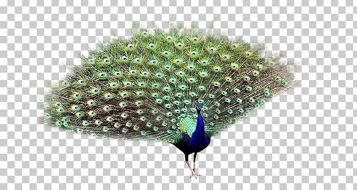 Asiatic Peafowl Bird PNG, Clipart, Animals, Asiatic Peafowl, Beak, Bird, Escape The Room Free PNG Download