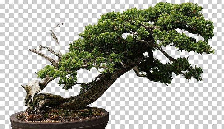 Chinese Sweet Plum Tree Sageretia PNG, Clipart, Bonsai, Bonsai Tree, Botanic, Botanic Garden, Chicago Free PNG Download