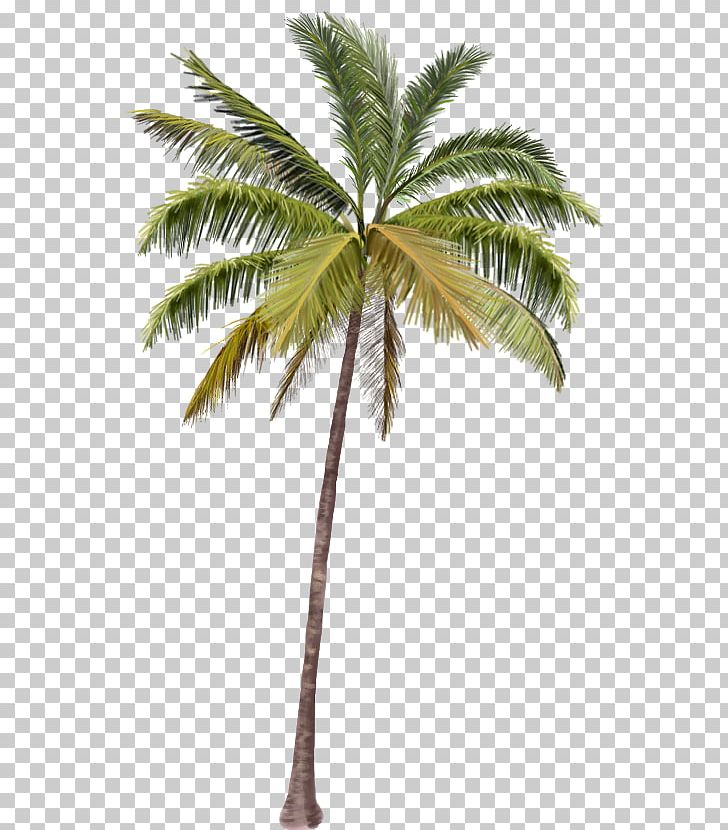 Coco's Beach Club Cancun Arecaceae PNG, Clipart, Arecaceae, Beach Club, Cancun, Clip Art, Palm Free PNG Download