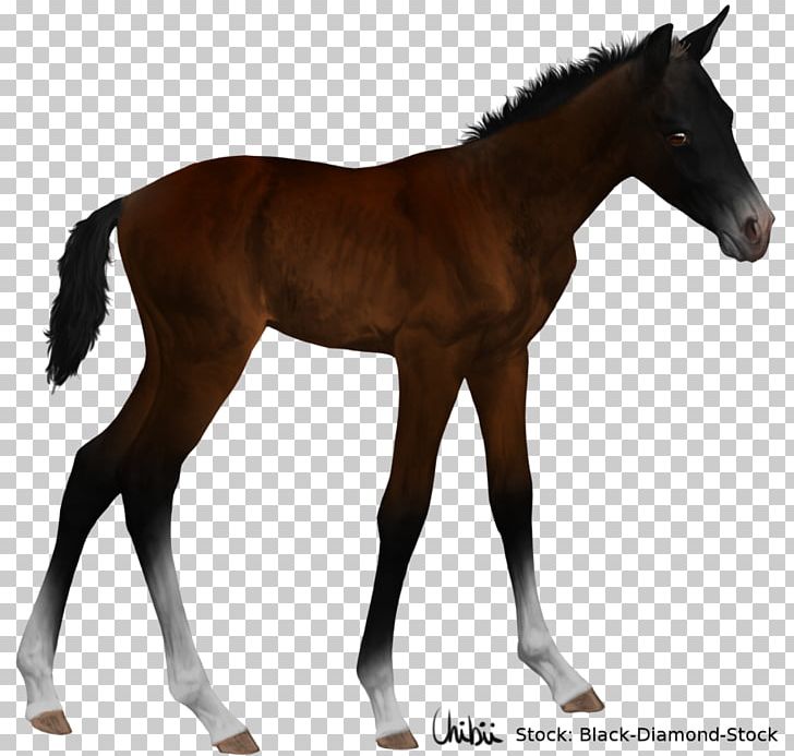 Foal Mustang American Quarter Horse Stallion Colt PNG, Clipart, American Quarter Horse, Bay, Colt, Equine Conformation, Foal Free PNG Download