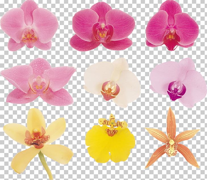 Moth Orchids Flower Plant PNG, Clipart, Depositfiles, Flower, Flowering Plant, Garden Roses, Ifolder Free PNG Download