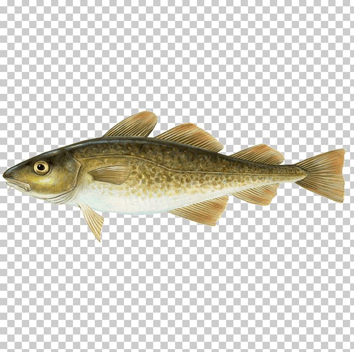 Atlantic Cod Alaska Pollock Haddock PNG, Clipart, Alaska Pollock, Animals, Atlantic Cod, Bony Fish, Boreogadus Saida Free PNG Download