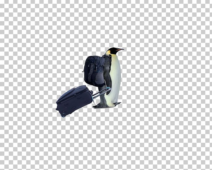 Penguin South Pole Bird PNG, Clipart, Animal, Backpack, Backpackers, Beak, Bird Free PNG Download