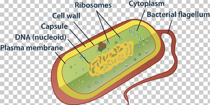 prokaryotic cell diagram unlabeled