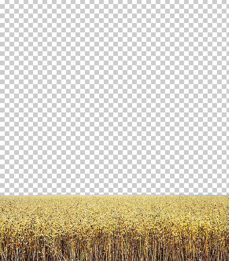 Wheat Harvest Grassland Rye Crop PNG, Clipart, Agriculture, Cartoon Wheat, Cereal, Commodity, Ecoregion Free PNG Download