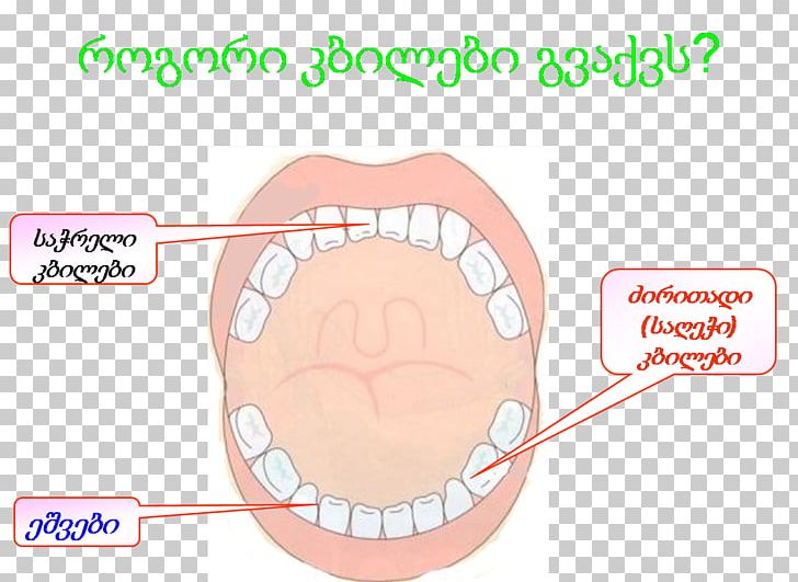 Tooth Cheek Chin Lip Mouth PNG, Clipart, Angle, Area, Cheek, Chin, Diagram Free PNG Download