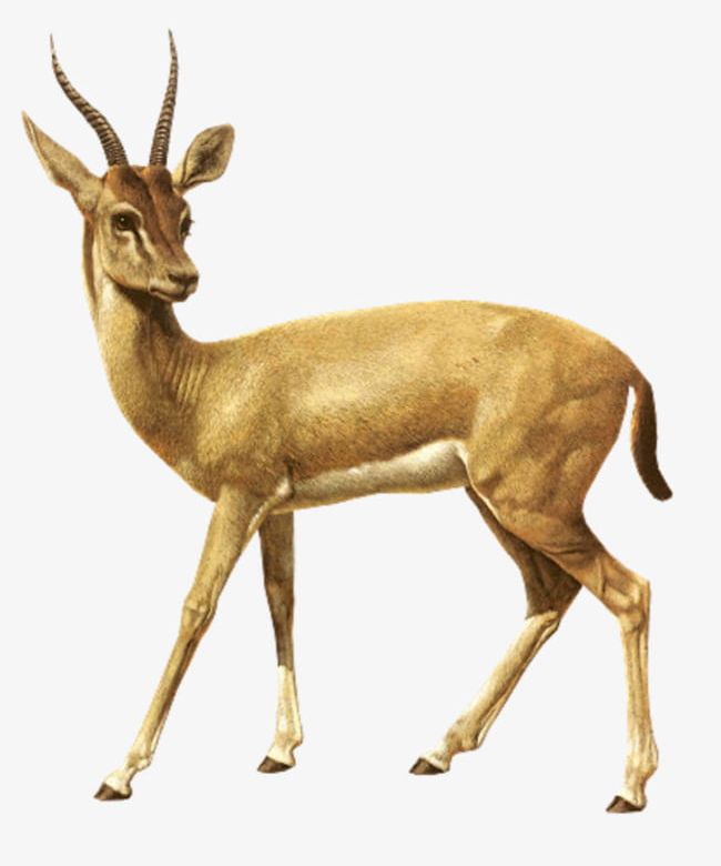 African Antelope PNG, Clipart, Africa, African Clipart, Agile, Animals, Antelope Free PNG Download