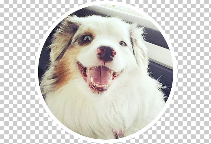 Dog Breed Australian Shepherd Puppy Companion Dog Animal Rescue Group PNG, Clipart, Animal Rescue Group, Animals, Australian Shepherd, Breed, Carnivoran Free PNG Download