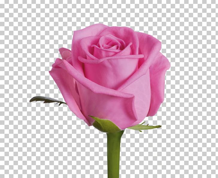 Garden Roses Cut Flowers Pink PNG, Clipart, Aqua, Bud, Color, Cut Flowers, Floral Design Free PNG Download