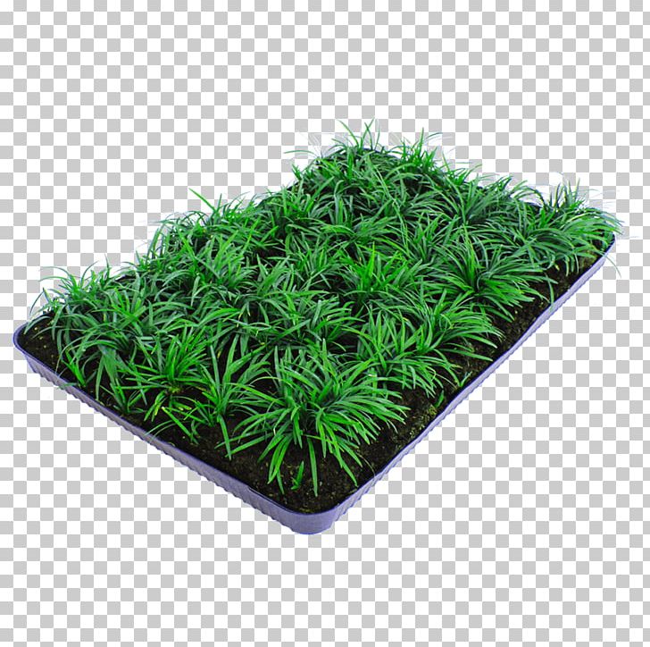 Groundcover Myrtle Dwarf Lilyturf Nordest Prati Home PNG, Clipart, Buxus Sempervirens, Cleaning, Dwarf Lilyturf, Furniture, Grass Free PNG Download