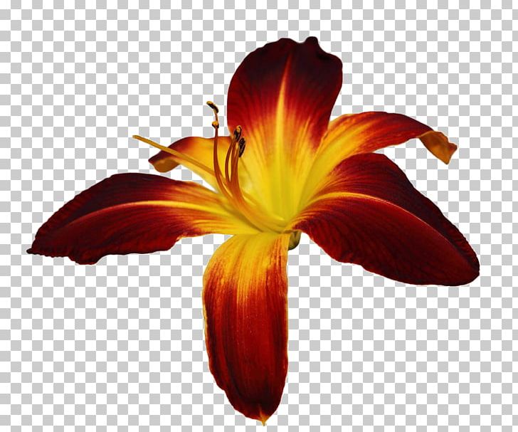 Hemerocallis Fulva Stock Photography Lilium Flower PNG, Clipart, Cut Flowers, Download, Flowering Plant, Free, Free Logo Design Template Free PNG Download