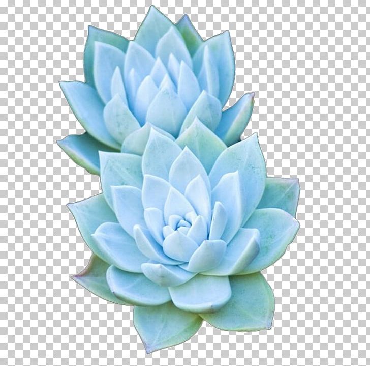 Succulent Plant Artificial Flower Agave PNG, Clipart, Agave, Aqua, Artificial Flower, Cactaceae, Cool Free PNG Download