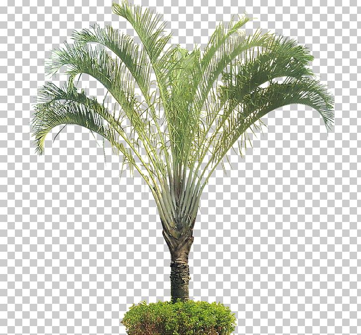 Dypsis Decaryi Arecaceae Ornamental Plant Tree PNG, Clipart, Arecaceae, Arecales, Attalea Speciosa, Bamboo, Coconut Free PNG Download