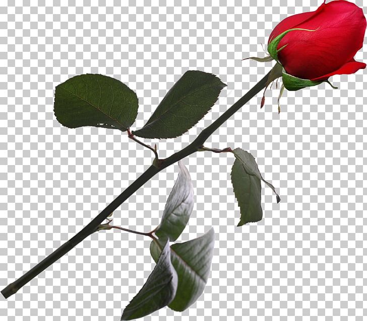 Garden Roses Rosaceae Plant Bud PNG, Clipart, Advertising, Branch, Bud, Flora, Flower Free PNG Download