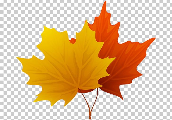 Maple Leaf PNG, Clipart, Autumn, Autumn Leaf Color, Drawing, Green, Leaf Free PNG Download