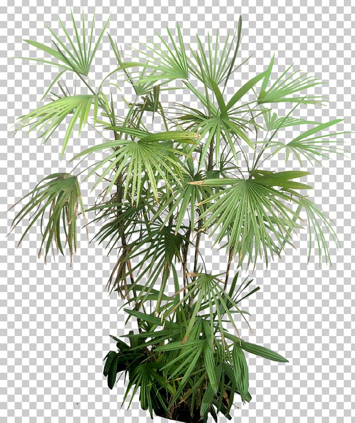 Plant Arecaceae Tree PNG, Clipart, Arecales, Areca Palm, Borassus Flabellifer, Cactaceae, Cordia Sebestena Free PNG Download