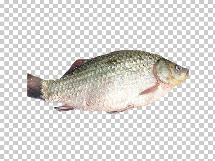 Tilapia Barramundi Carp Perch Rudd PNG, Clipart, Barramundi, Bony Fish, Carp, Common Rudd, Fauna Free PNG Download