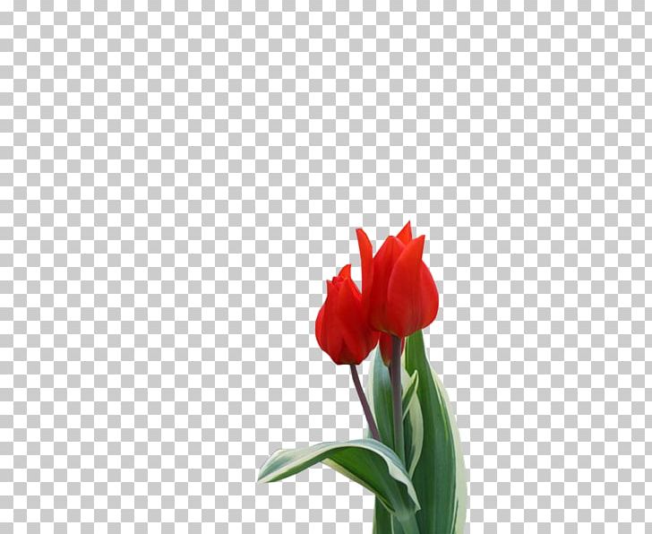 Tulip Jersey Lily Cut Flowers Plant Stem Bud PNG, Clipart, Amaryllis, Amaryllis Belladonna, Belladonna, Bud, Cut Flowers Free PNG Download