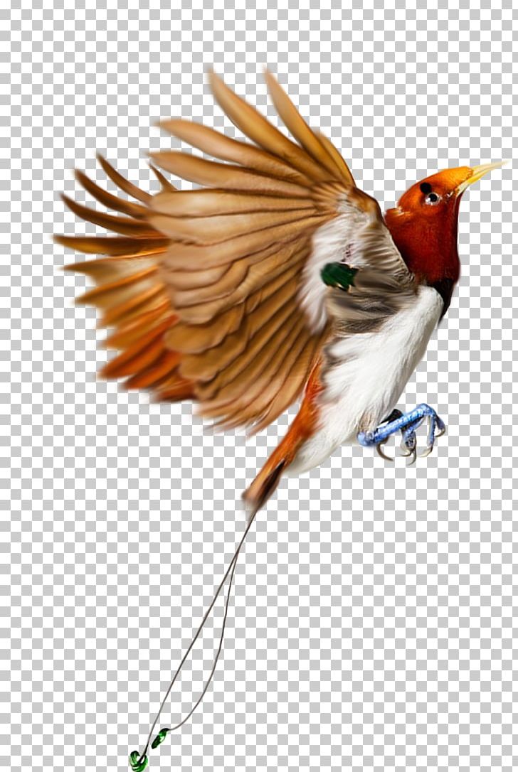 Bird Flight Wing Portable Network Graphics Transparency And Translucency PNG, Clipart, Animals, Beak, Bird, Bird Flight, Bird Nest Free PNG Download