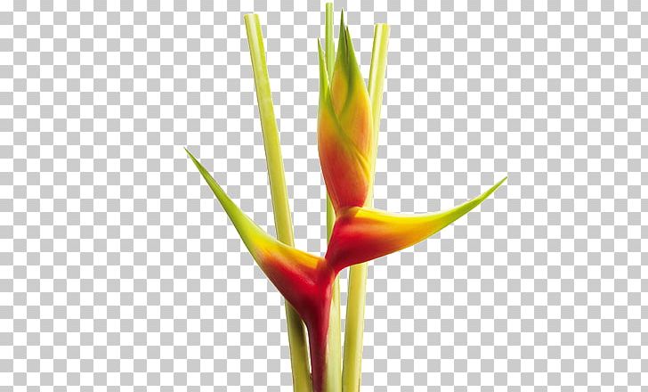 Heliconia Bihai Flower Heliconia Wagneriana Colombia Heliconia Psittacorum PNG, Clipart, Colombia, Flickr, Flora Of Colombia, Flower, Heliconia Free PNG Download