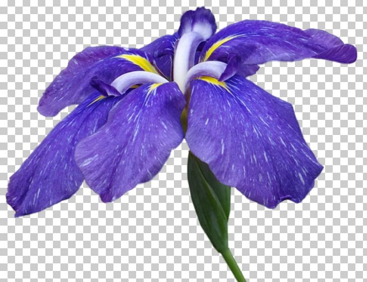 Irises Flower Petal PNG, Clipart, 21 March, Clip Art, Directory, Flower, Flowering Plant Free PNG Download