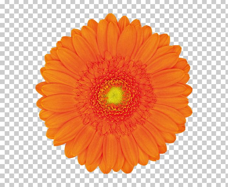 Tissue Paper Party Pom-pom Paper Craft PNG, Clipart, Blue, Calendula, Ceiling, Cut Flowers, Daisy Family Free PNG Download