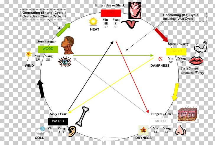 Traditional Chinese Medicine Wu Xing Success With Numeracy For The QTS Skills Test Acupuncture PNG, Clipart, Angle, Area, Diagram, Health, Line Free PNG Download