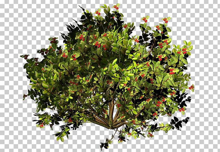Evergreen Shrub Branching PNG, Clipart, Branch, Branching, Evergreen, Miscellaneous, Others Free PNG Download